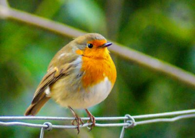 Robin on a wire fence